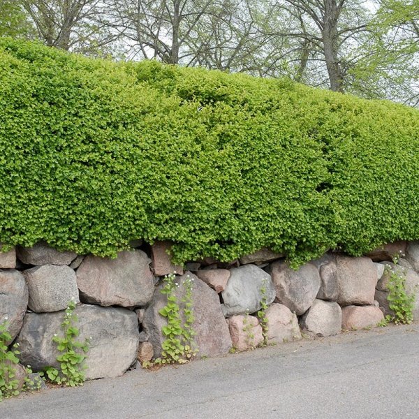 Måbär, 20-40cm, 10-Pack