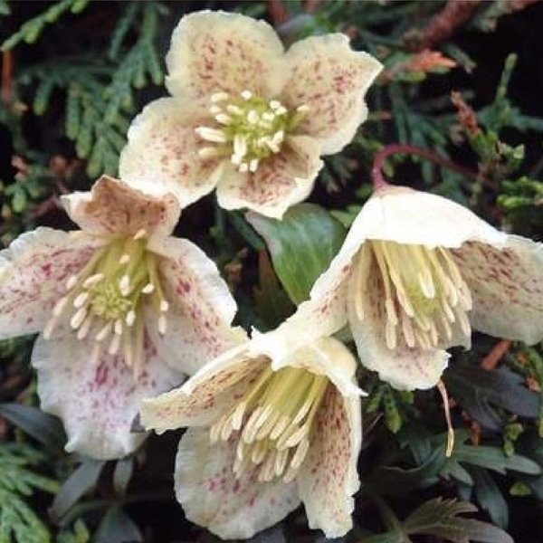 Vintergrön klematis, 5-pack