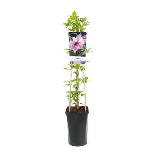 Klematis "Pink Fantasy", 3-pack