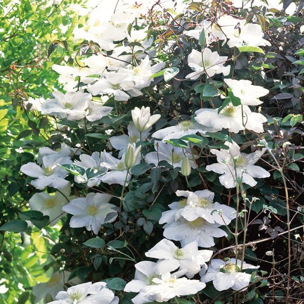 Vit lanuginrosa klematis, 1-pack