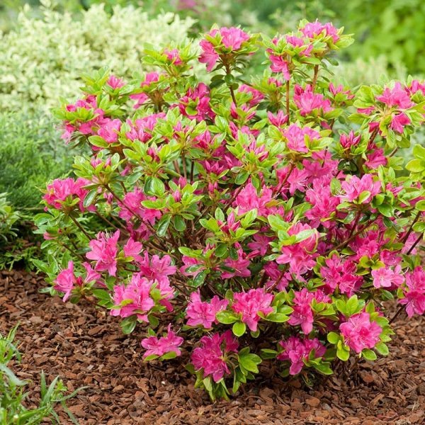 Japansk azalea "Kermesina", 20-25 cm, 5-Pack