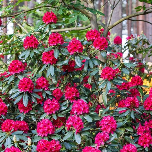 Parkrododendron "Nova Zembla", 40-50 cm, 3-Pack