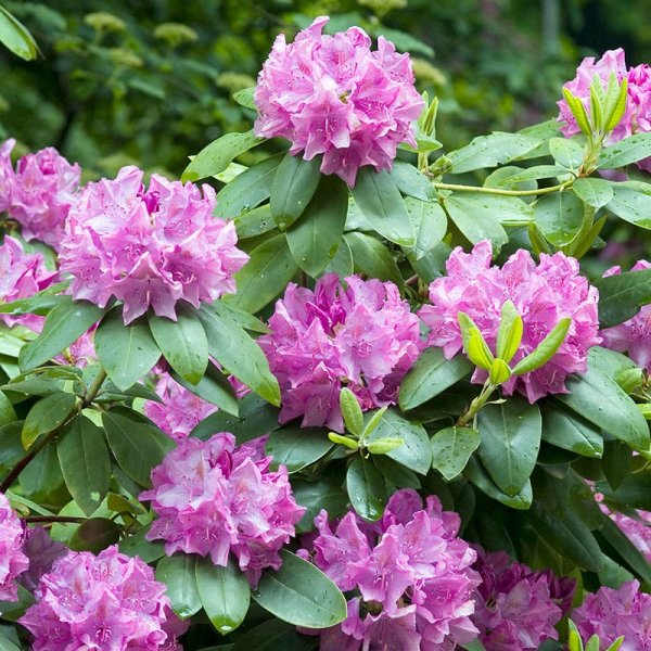 Parkrododendron"Roseum Elegans", 40-50 cm, 10-Pack