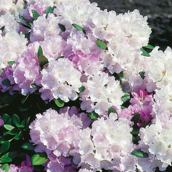 Rododendron hybr. "Silberwolke", 25-30 cm, 3-Pack
