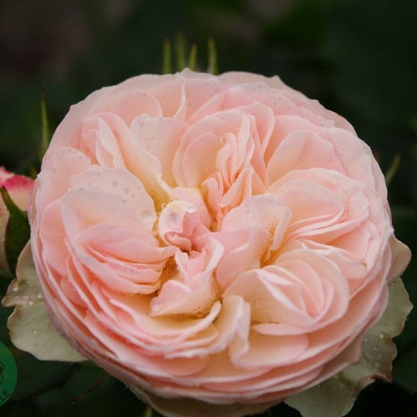 Flerblommig buskros Pastella, 5-Pack