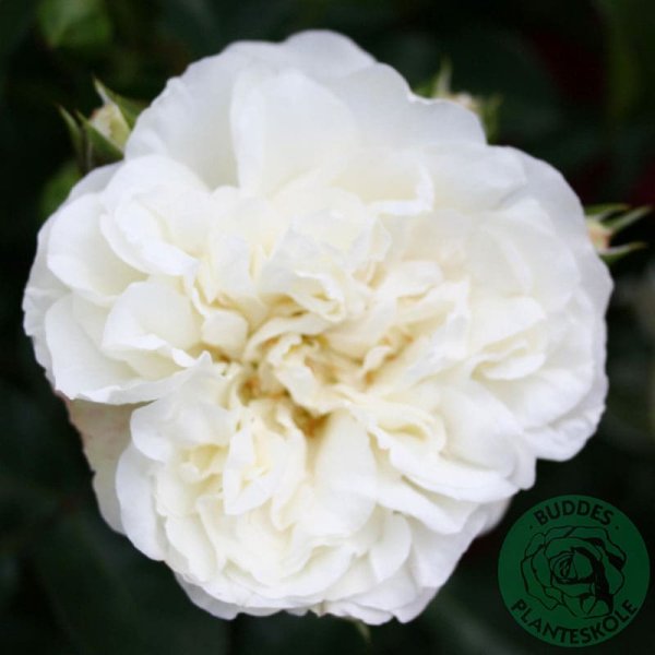 Marktäckande ros White Meidiland, 5-Pack