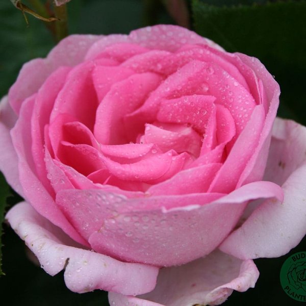 Buskros Ghita Renaissance, 5-Pack