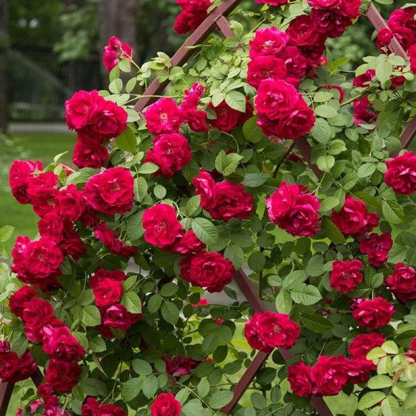 Klätterros Flammentanz, 5-Pack