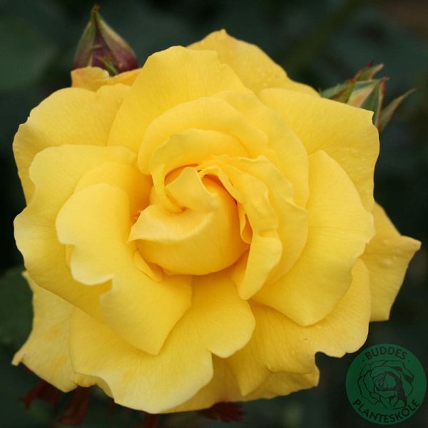 Klätterros Goldstern, 5-Pack