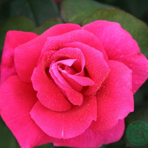 Storblommig ros Hanne, 1-Pack