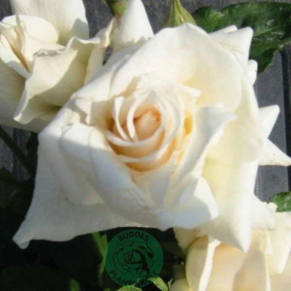 Storblommig ros Pascali, 10-Pack