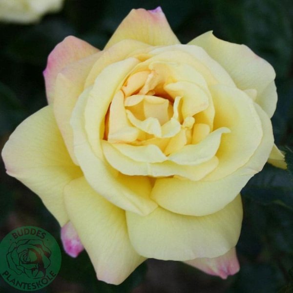 Storblommig ros Peace, 5-Pack