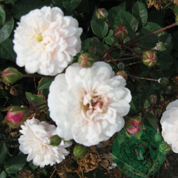 Gammaldags ros Little White Pet, 10-Pack