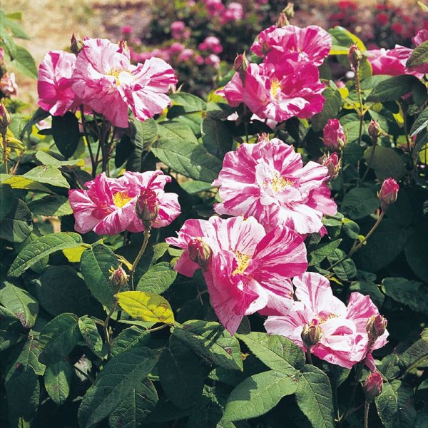 Gammaldags ros Mundi, 10-Pack