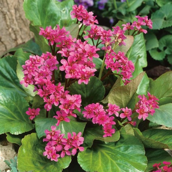 Hjärtbergenia, 6-Pack