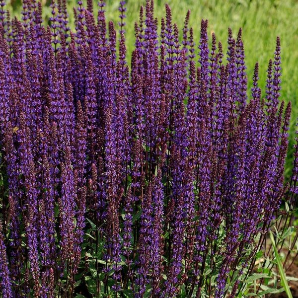 Stäppsalvia "Caradonna", 15-Pack