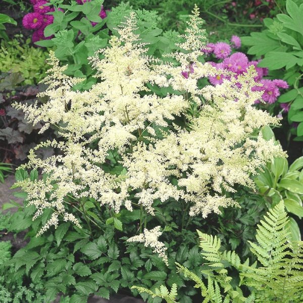 Astilbe "Arendsii Brautenschleier", 3-Pack