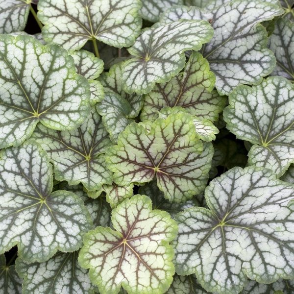 Alunrot "Green Spice", 6-Pack