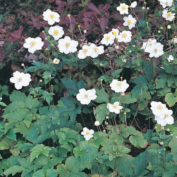 Höstanemon 'Honorine Jobert', 1-Pack