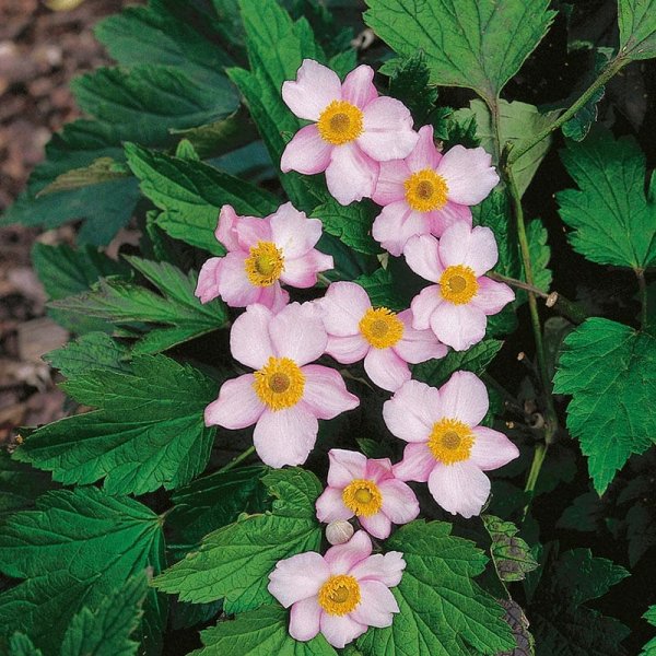 Höstanemon 'Robustissima', 1-Pack