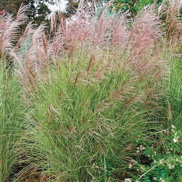 Glansmiskantus, Japanskt gräs 'Morning Light', 1-Pack