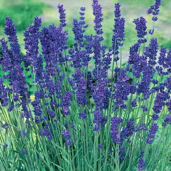 Lavendel