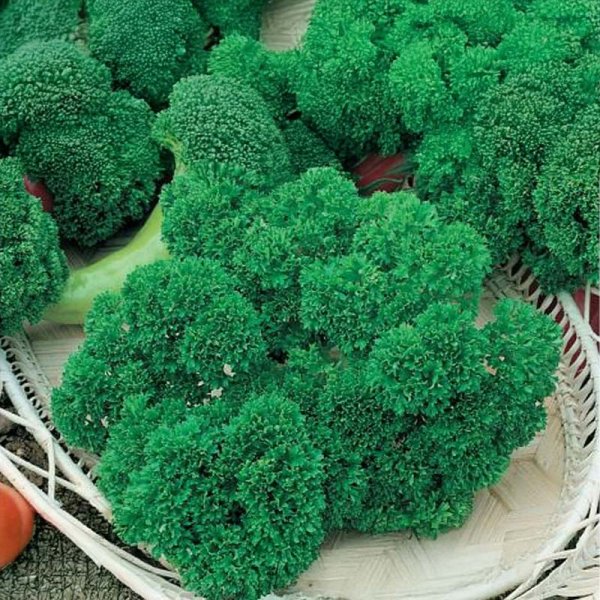 Krause Petersilie 'Lisette'