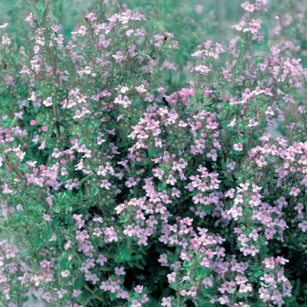 Thymian 'Di Roma'