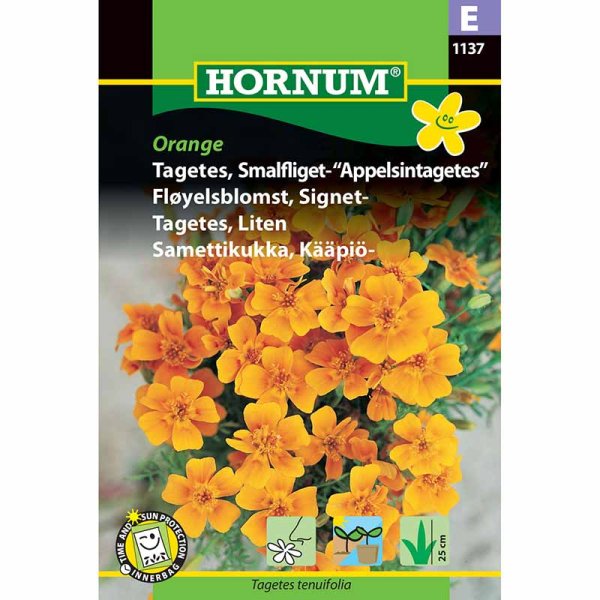 Zwergtagetes Orange