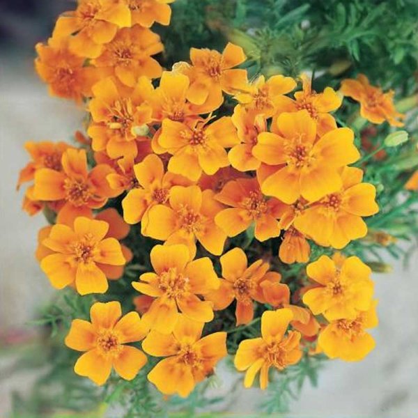 Zwergtagetes Orange
