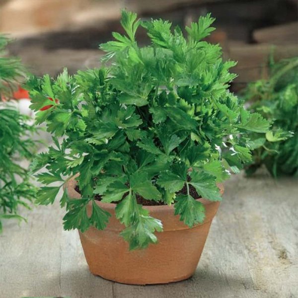 Blattsellerie 'Gewone Snij'