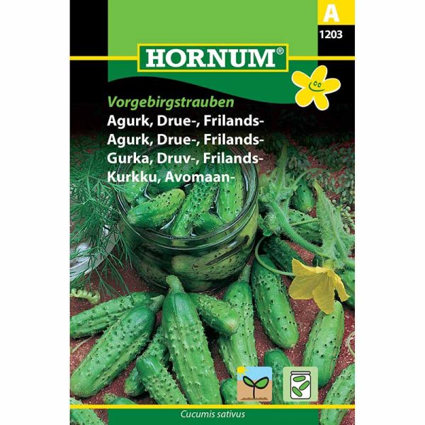 Freilandgurke 'Vorgebirgstrauben'