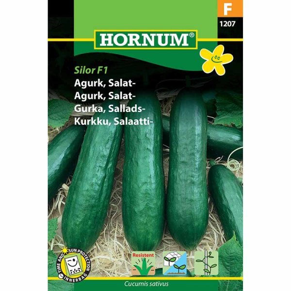Salatgurke 'Silor' F1