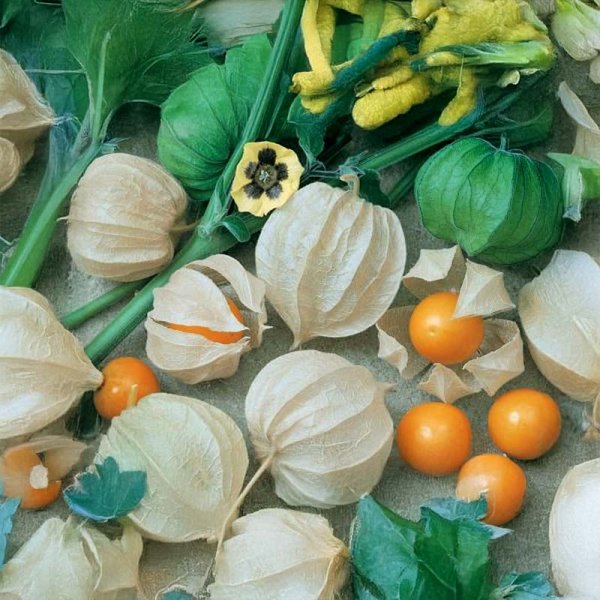 Andenbeere