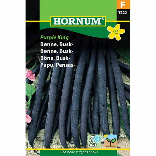 Buschbohne 'Purple King'