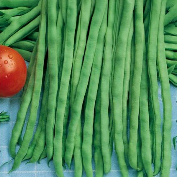 Stangenbohne 'Neckarkönigin'