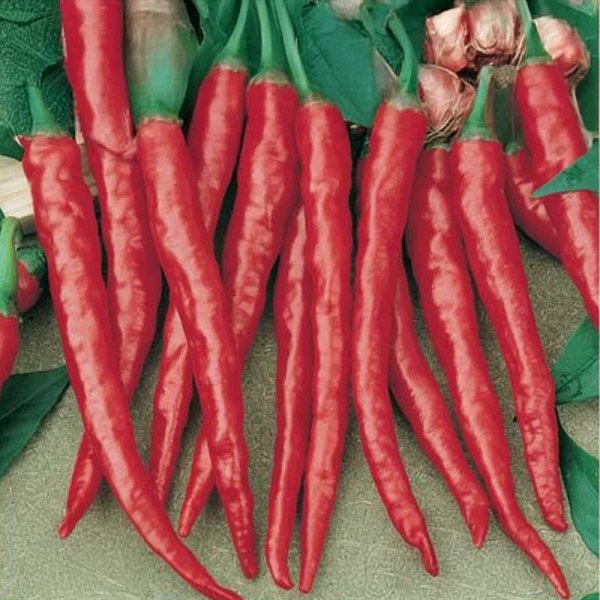 Chili 'De Cayenne'