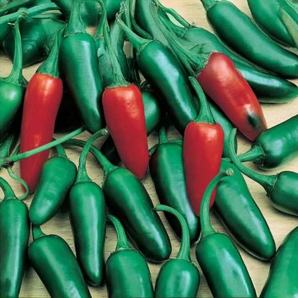 Chili 'Jalapeno M'