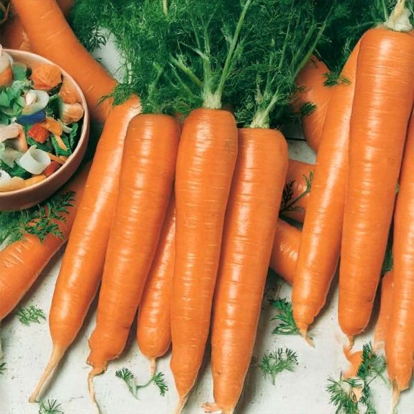 Sommermöhre 'Rotin' MaxiPack