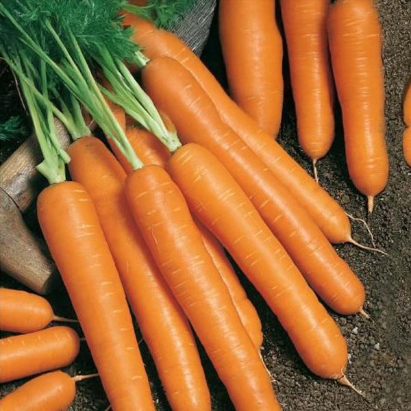 Sommermöhre 'Napoli' F1