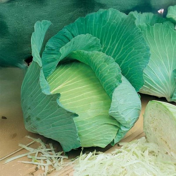 Weißkohl 'Golden Acre'