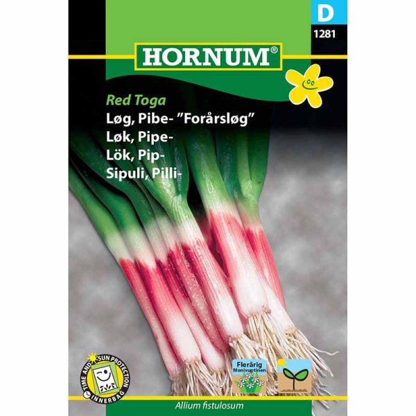 Winterheckenzwiebel 'Red Toga'