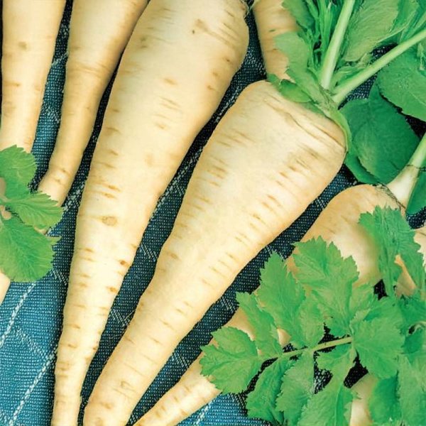 Pastinake 'Halblange'