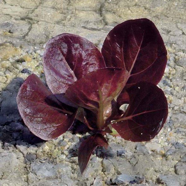 Römersalat 'Ovired'