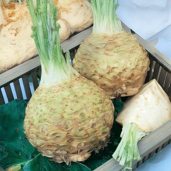 Knollensellerie 'Ibis'