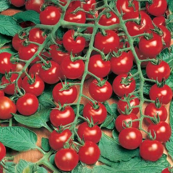 Cherrytomate 'Sweet Million' F1
