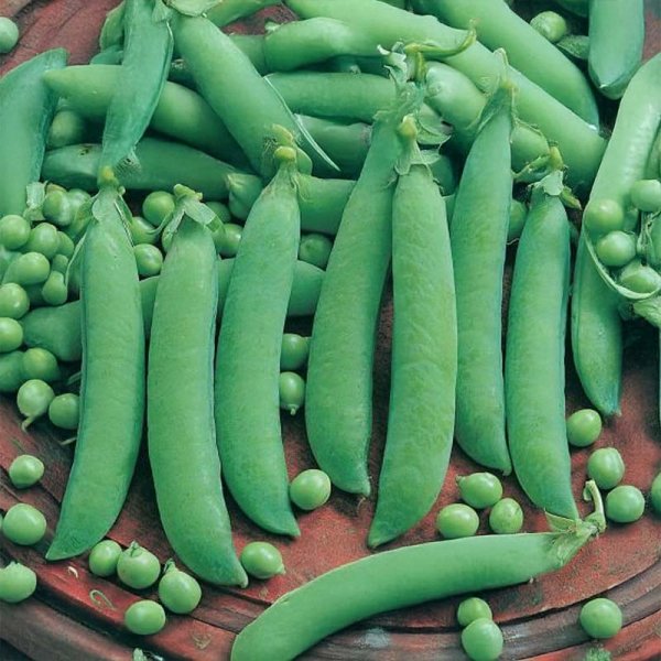 Spritzeerbse 'Frühe Harzerin'