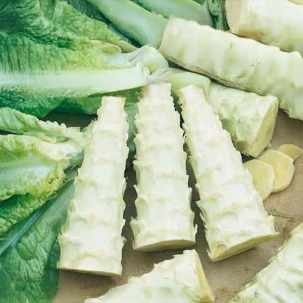Spargelsalat 'Celtuce'