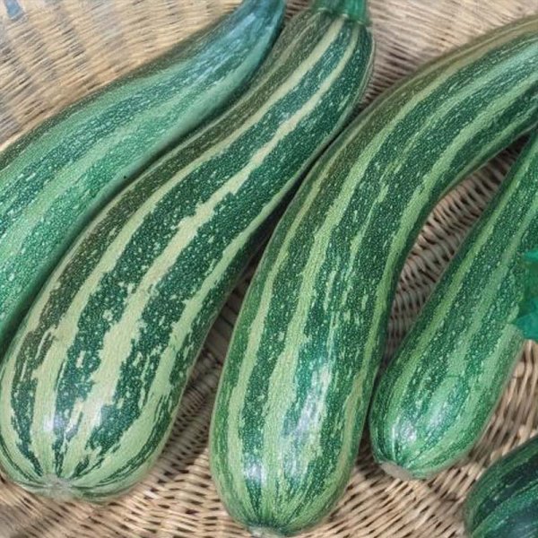 Zucchini 'Coucourzelle'