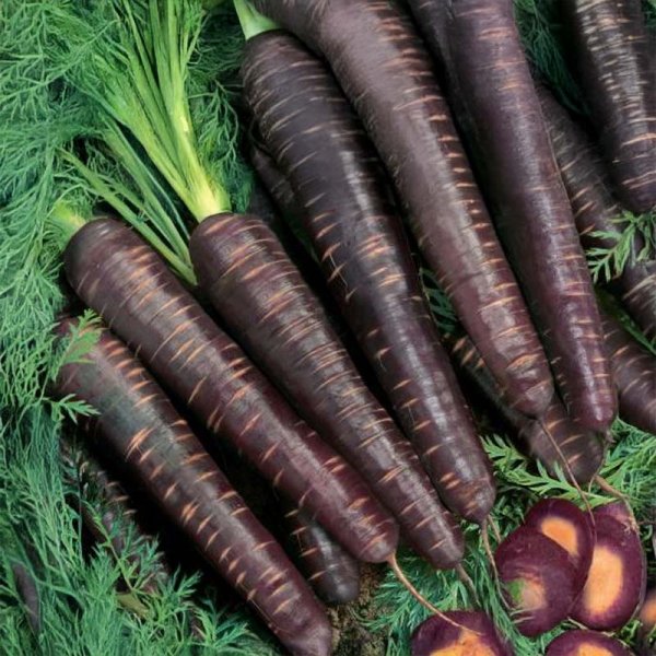 Sommermöhre 'Purple Haze' F1